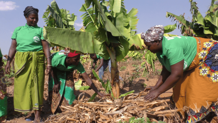 Lead farmers monitor crop development at a plantation in rural Malawi.